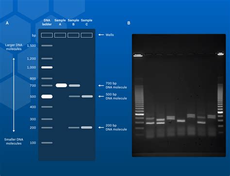 visualizing gel electrophoresis results